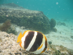 Chaetodon tricinctus
