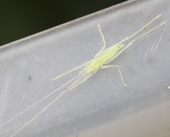 Paraphisis tryonensis