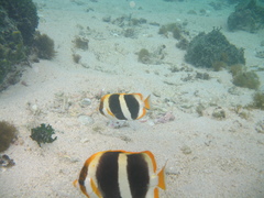 Chaetodon tricinctus