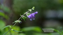 Salvia umbratica