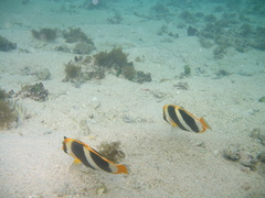Chaetodon tricinctus