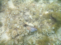 Gymnothorax annasona