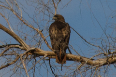 Buteo jamaicensis