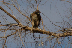 Buteo jamaicensis