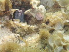 Gymnothorax annasona