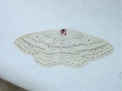 Scopula ancellata