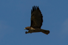 Buteo jamaicensis
