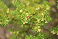 Boronia tetrandra
