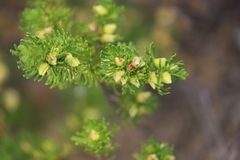 Boronia tetrandra