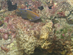 Neoglyphidodon polyacanthus