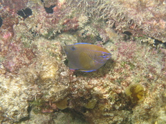 Neoglyphidodon polyacanthus