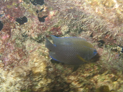 Neoglyphidodon polyacanthus