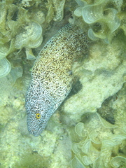 Gymnothorax annasona