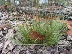 Poa meionectes