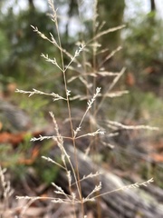 Poa meionectes