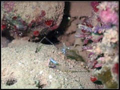Cuapetes tenuipes