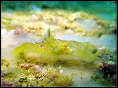 Plocamopherus pecoso