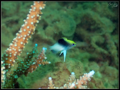 Chrysiptera rollandi