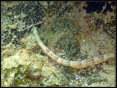 Corythoichthys ocellatus