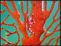 Xenocarcinus depressus