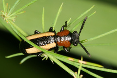 Sigrisma cylindrica