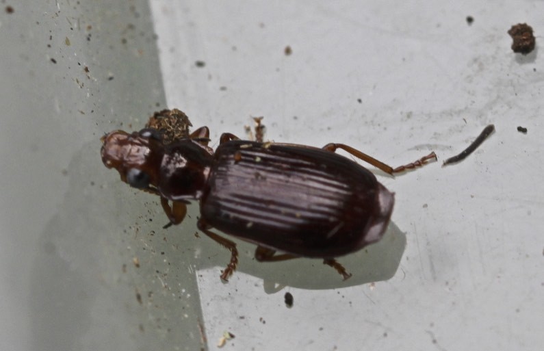 Parena picea