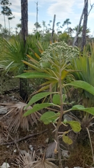 Pluchea carolinensis