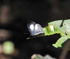 Eirmocides margarita