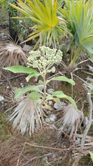 Pluchea carolinensis