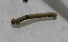 Didymoctenia exsuperata