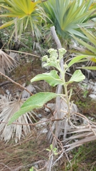 Pluchea carolinensis