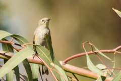 Setophaga coronata