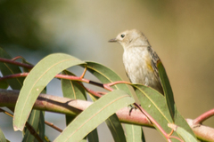 Setophaga coronata