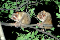 Gray Slender Loris photo 5