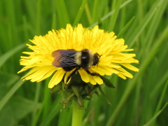 Bombus pauloensis