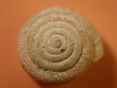 Discus patulus