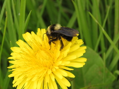 Bombus pauloensis