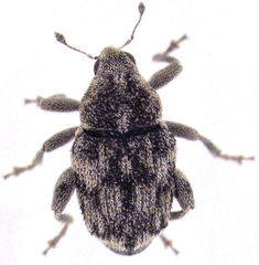 Hypurus bertrandi