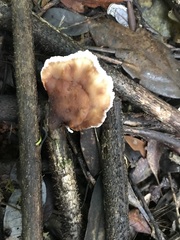 Cymatoderma dendriticum