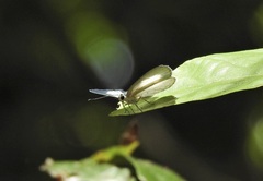 Eirmocides margarita