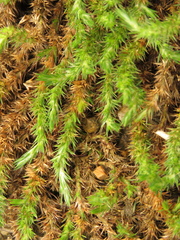 Cardionema ramosissimum