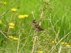 Zonotrichia capensis