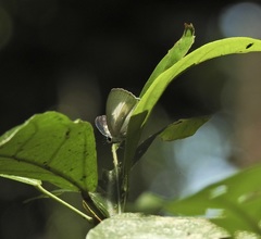 Eirmocides margarita