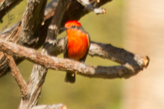 Pyrocephalus rubinus