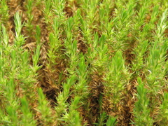 Cardionema ramosissimum