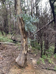 Eucalyptus tenuiramis
