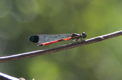 Rhinocypha pagenstecheri timorana
