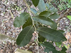 Drypetes lateriflora