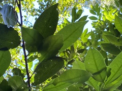 Drypetes lateriflora