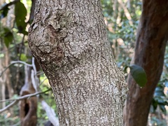Drypetes lateriflora